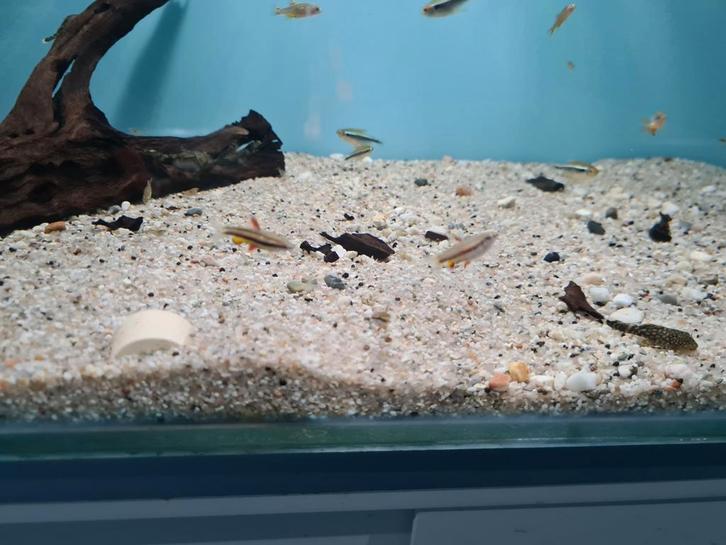 Nanostomus Marginatus Potloodvisje, Dieren en Toebehoren, Vissen | Aquariumvissen, Zoetwatervis, Vis