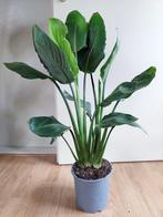 Strelitzia Reginae-Paradijsvogelbloem/Paradijsvogelplant H82, Huis en Inrichting, Ophalen, Overige soorten, Halfschaduw, Minder dan 100 cm