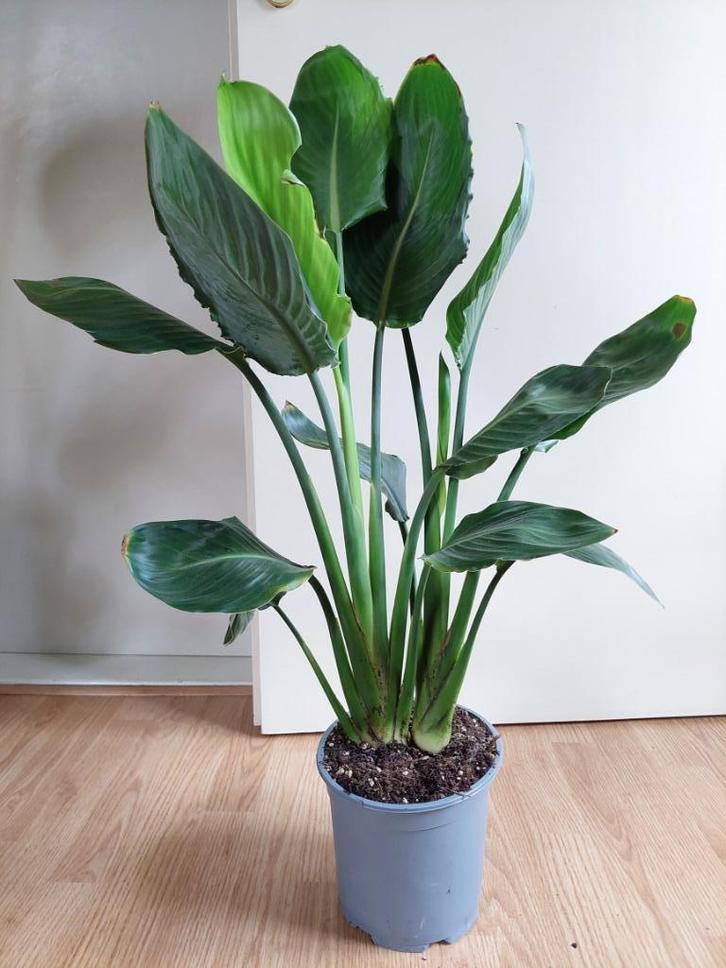 Strelitzia Reginae-Paradijsvogelbloem/Paradijsvogelplant H82, Huis en Inrichting, Kamerplanten, Overige soorten, Minder dan 100 cm