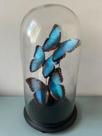 Stolp met opgezette vlinders Blue morpho taxidermy, Ophalen of Verzenden, Zo goed als nieuw