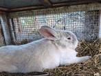 Lief konijnen gezin zoekt nieuw thuis., Dieren en Toebehoren, Meerdere dieren, Middelgroot