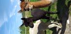 Zwarte alpaca hengst, Dieren en Toebehoren, Overige Dieren, Juni, Mannelijk