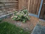Gratis Hortensia, Vaste plant, Halfschaduw, Zomer, Ophalen