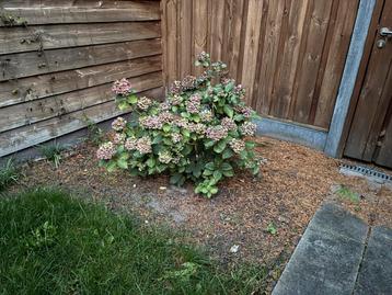 Gratis Hortensia beschikbaar voor biedingen