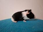 Driekleur beertjes gladhaar en US teddy, Dieren en Toebehoren, Cavia, Augustus, Mannelijk, Tam