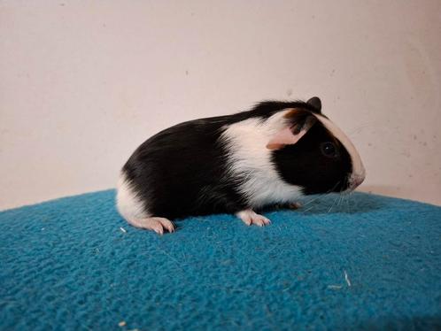 Driekleur beertjes gladhaar en US teddy, Dieren en Toebehoren, Knaagdieren, Mannelijk, Cavia, Augustus, Tam