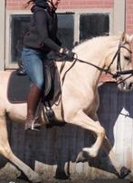 2 trekpaarden en brave D-pony, Dieren en Toebehoren, Paarden, Minder dan 160 cm, Zadelmak, 11 jaar of ouder, Recreatiepaard
