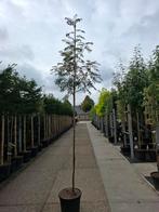 sorbus dodong lijsterbes hoogstam boom, Overige soorten, Zomer, Ophalen, Volle zon