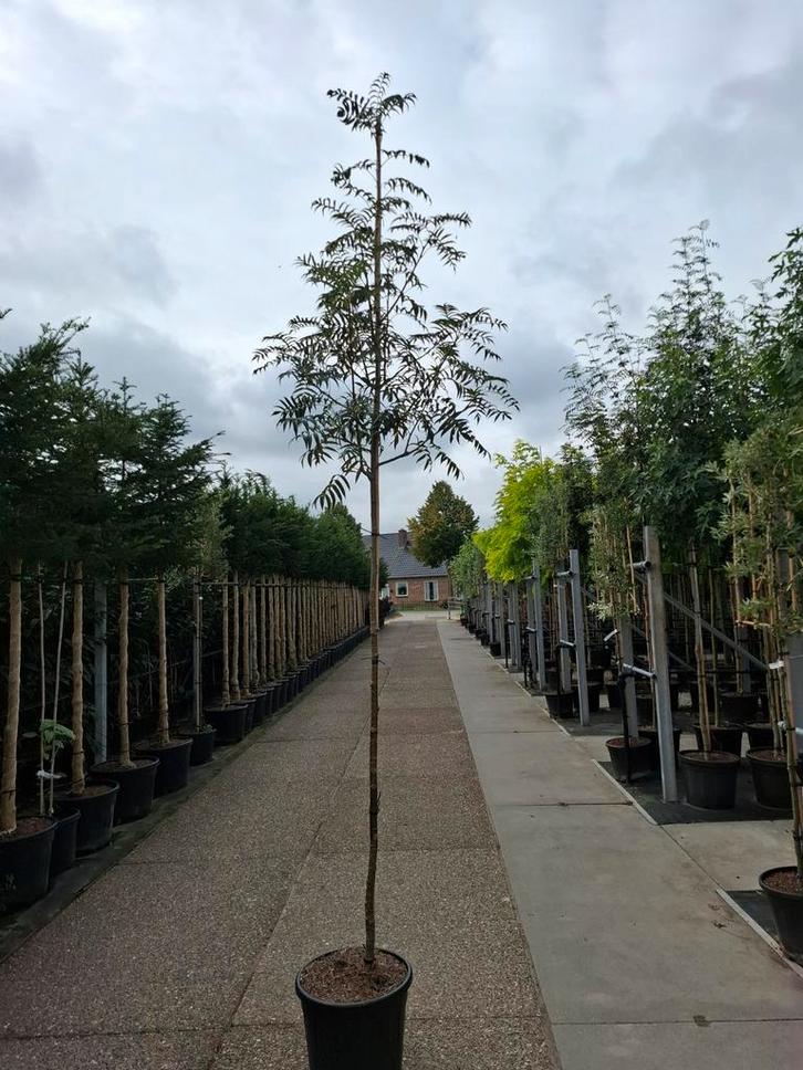 sorbus dodong lijsterbes hoogstam boom, Tuin en Terras, Planten | Bomen, Overige soorten, Volle zon, Zomer, In pot, Ophalen