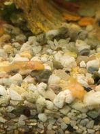 nog 10 jonge albino algeneters, Vis