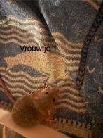 Ras zuivere rexen, Dieren en Toebehoren, Knaagdieren, September, Meerdere dieren, Rat