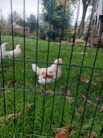witte legkip kuikens | goede leggers | gesekst, Dieren en Toebehoren, Pluimvee, Geslacht onbekend, Kip