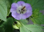 BIOLOGISCH  ZAAD van ZEGEKRUID Nicandra physalodes, Ophalen of Verzenden, Voorjaar, Volle zon, Zaad