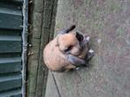 Nederlandse dwerg hangoor voedster te koop, Dieren en Toebehoren, Konijnen, Vrouwelijk, Dwerg, Hangoor, 0 tot 2 jaar