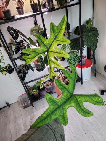 Alocasia jacklyn aurea volwassen plant beschikbaar voor biedingen