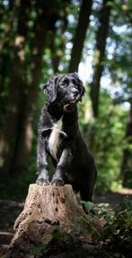 Trimsalon in Herpt, NB, Ophalen, Nieuw