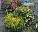 Gratis, uit te halen vaste planten, Ophalen, Halfschaduw, Overige soorten, 100 tot 250 cm