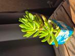 Crassula €2,50, Ophalen of Verzenden, Halfschaduw, Minder dan 100 cm