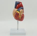 Hart Menselijk Anatomie Model – School Medisch Orgaan, Diversen, Schoolbenodigdheden, Verzenden, Nieuw