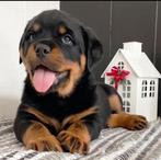 Rottweiler Pups, Dieren en Toebehoren, Rabiës (hondsdolheid), 8 tot 15 weken, Meerdere, Meerdere dieren