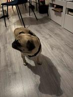 Lieve mopshond, Ophalen