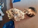 Lief uiltje taxidermie, Ophalen of Verzenden, Gebruikt, Opgezet dier