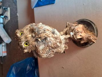 Lief uiltje taxidermie  beschikbaar voor biedingen