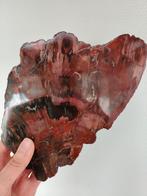 Plak versteend hout, Ophalen of Verzenden, Mineraal