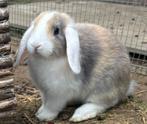 NHD Dwerg hangoor konijntjes, Dieren en Toebehoren, Meerdere dieren, Dwerg, Hangoor