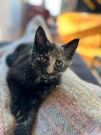 De Kittens zijn geboren !, Dieren en Toebehoren, Katten en Kittens | Overige Katten, Poes