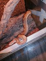 Boa Constrictor Imerator, Slang, Tam, 3 tot 6 jaar