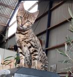 Bengaal kitten Bengaalse katertje, Dieren en Toebehoren, Kater, 0 tot 2 jaar