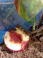 Protaetia formosana larven L2/3, Dieren en Toebehoren, Overige soorten