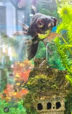 2 zwarte sluierstaarten, Vis