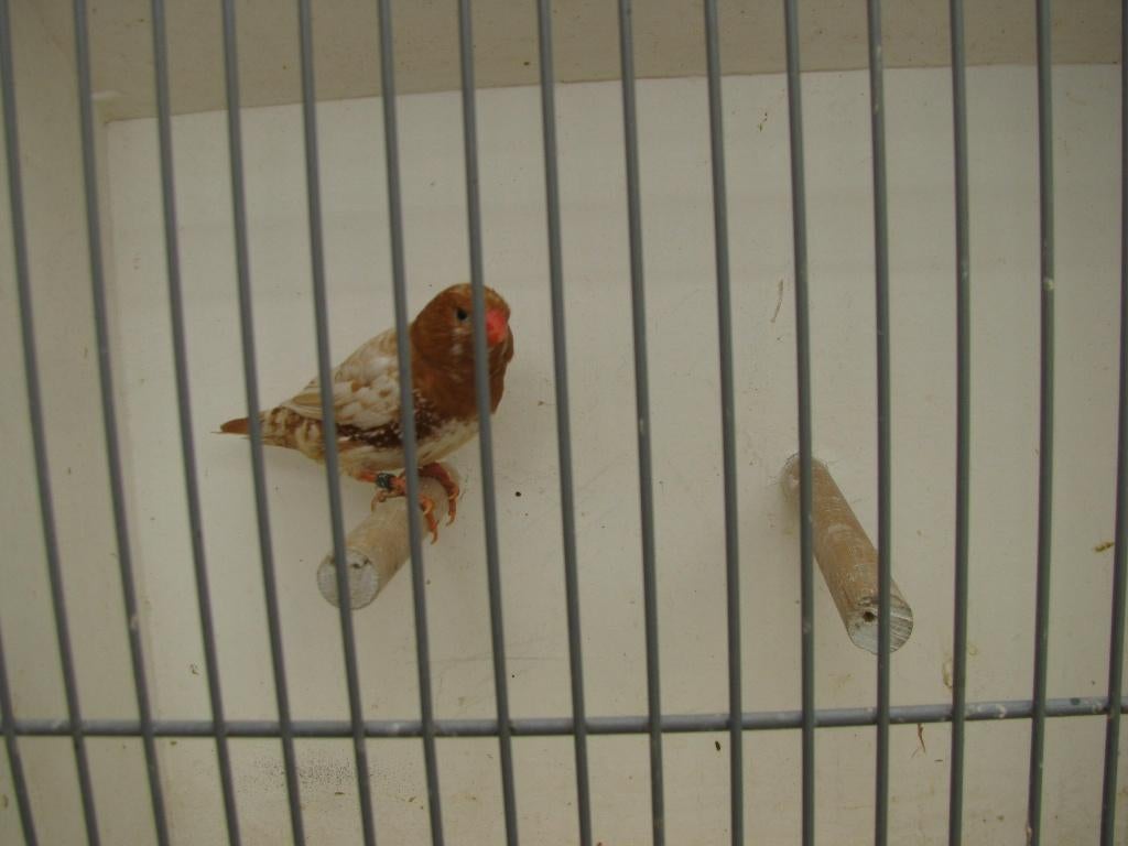oranjeborst zwartborst isabel bruin man zebravinken, Dieren en Toebehoren, Mannelijk, Tropenvogel, Geringd