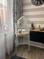 Kanarie met kooi, Mannelijk