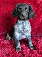 Friese Stabij puppy’s, nog 2 beschikbaar, Parvo, Nederland, 8 tot 15 weken, Meerdere