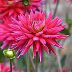 Dahlia Karma Purple Corona roze paarse spin bloem, Ophalen of Verzenden, Voorjaar, Volle zon, Knol