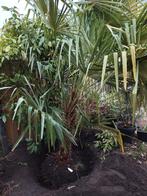 Palmboom, Tuin en Terras, Planten | Bomen, Ophalen, Bloeit niet, Halfschaduw, 100 tot 250 cm