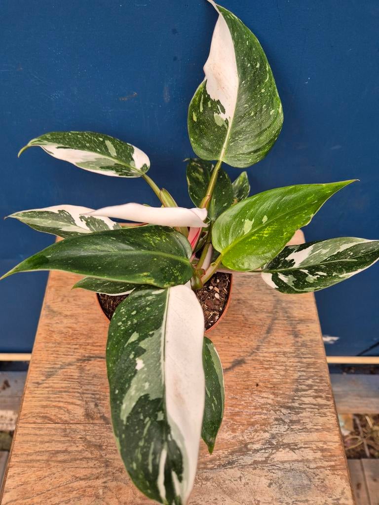 Philodendron White Princess p12 (6), Ophalen of Verzenden, Halfschaduw, Minder dan 100 cm