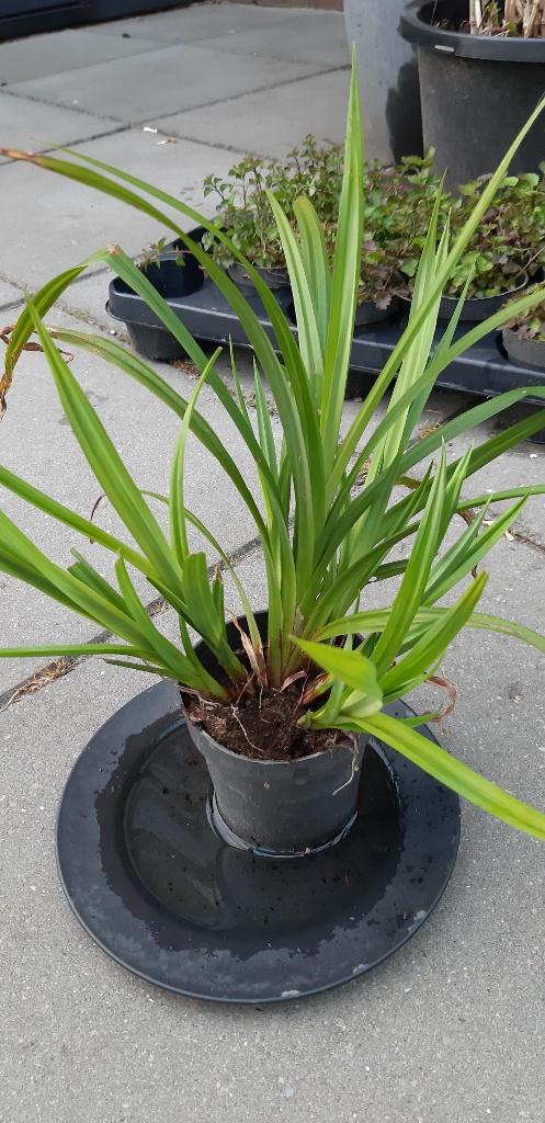 hangende aar zegge, Tuin en Terras, Volle zon, Lente, Minder dan 100 cm, Overige soorten