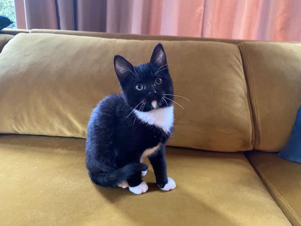 Kat Lucifer vermist, Kat