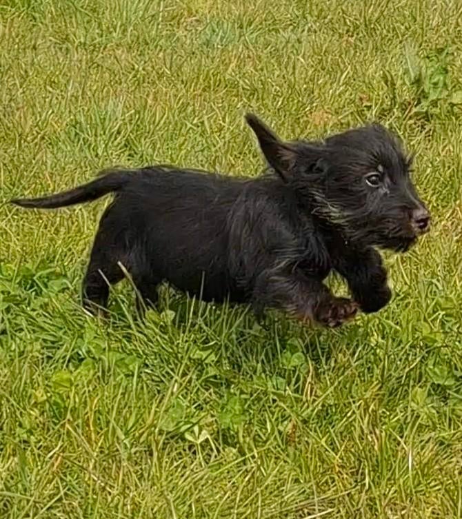 Lieve vrolijke teckelpups ruw en gladhaar, Dieren en Toebehoren, Honden | Teckels en Dashonden, Parvo, 8 tot 15 weken, Dwerg, Meerdere