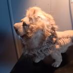 Leeuw, Ophalen of Verzenden, Zo goed als nieuw, Wild dier, Beeldje of Figuurtje