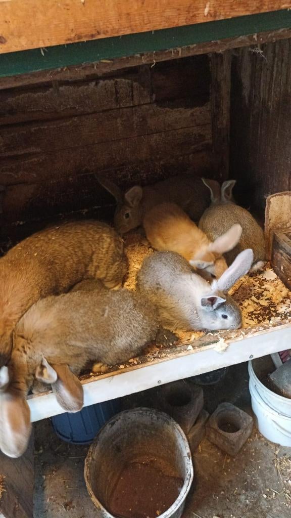 Te koop Jonge  konijnen  vlaamsreus, Dieren en Toebehoren, Konijnen, Meerdere dieren