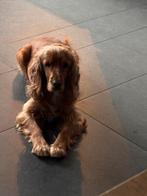 Engelse cocker spaniël, Parvo, België, Particulier, Teef