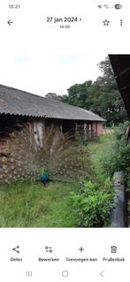 Pauwen mannetjes en vrouwtjes, Dieren en Toebehoren, Pluimvee, Meerdere dieren, Overige soorten