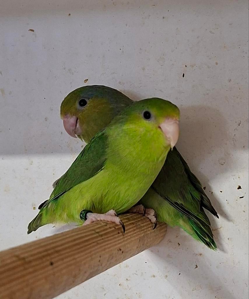 Jong koppel forpus coelestis te koop, Meerdere dieren, Dwergpapegaai of Agapornis, Geringd