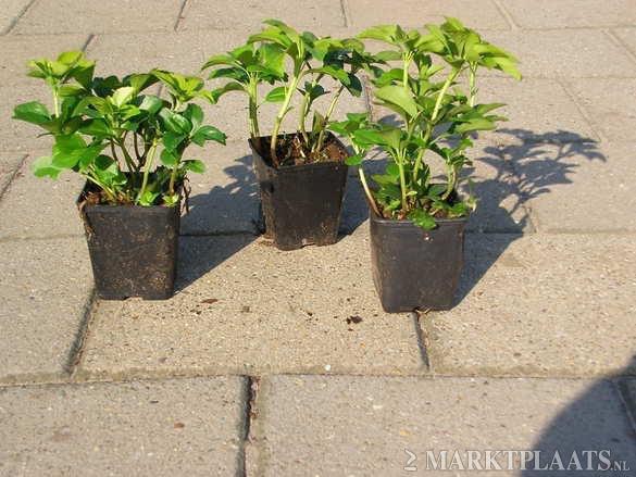 Pachysandra ' terminalis', Ophalen, Bodembedekkers, Vaste plant, Halfschaduw