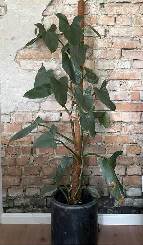 Grote Philodendron plant met mosstok, Ophalen, Overige soorten, Halfschaduw, In pot